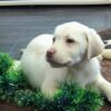 Labrador Retriever Breeders Dimira